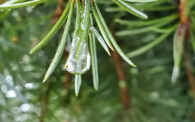 Instructions for living